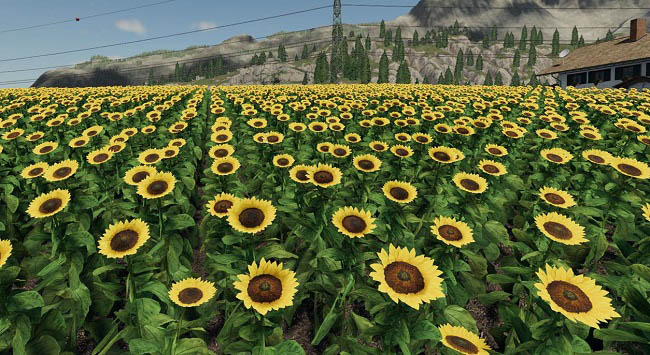 Мод Forgotten Plants - Sunflower/Canola v1.0 для FS19 (1.32.x)